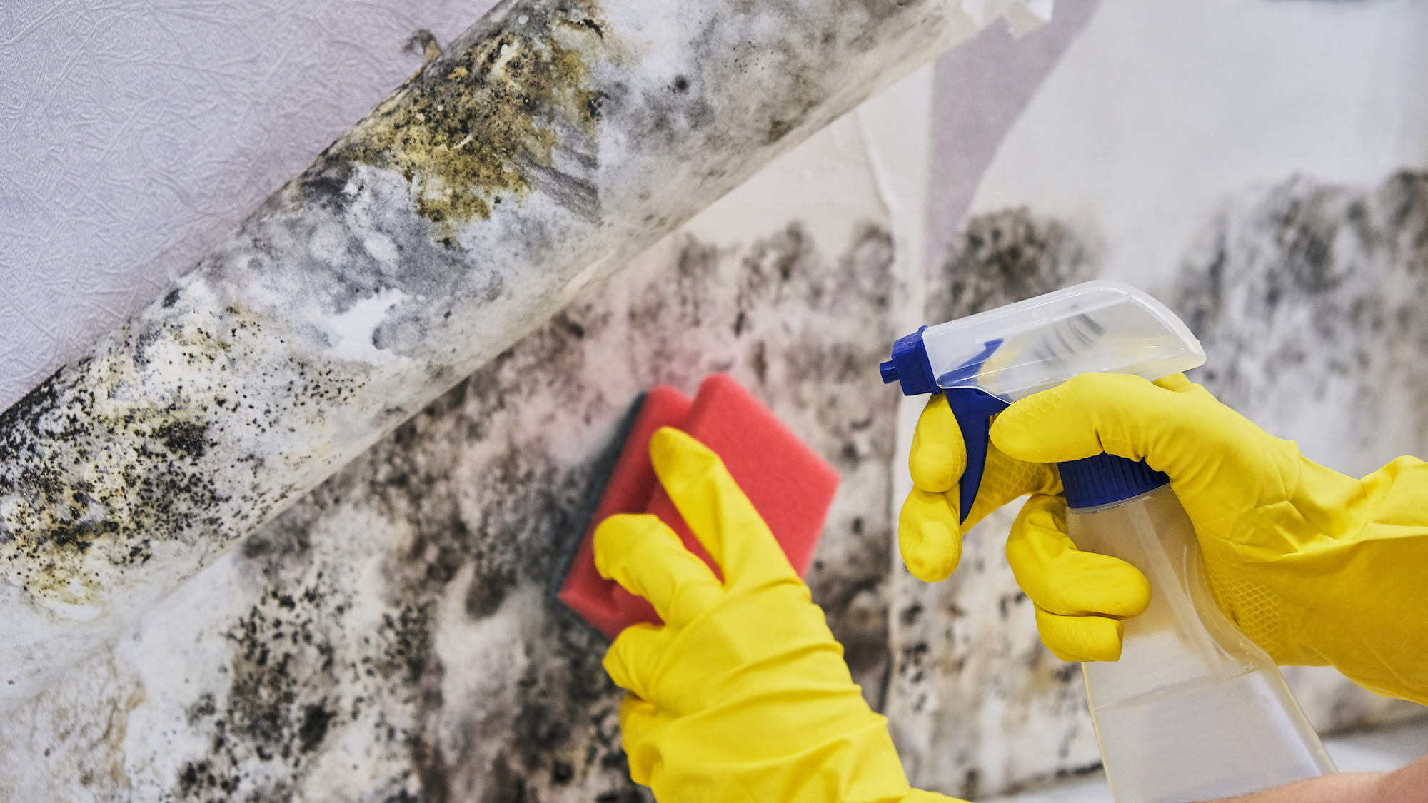 a picture of mold removal